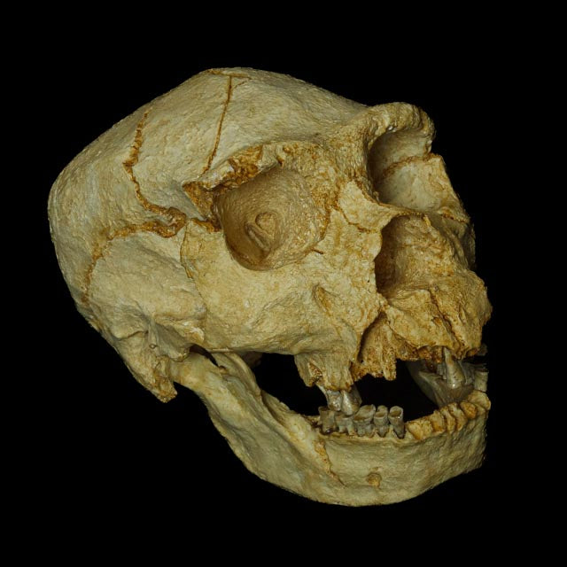 Cráneo de Miguelón: réplica fiel del fósil de Atapuerca (430.000 años)