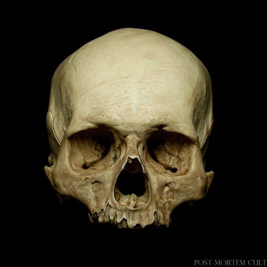Réplicas de Calaveras para Coleccionistas