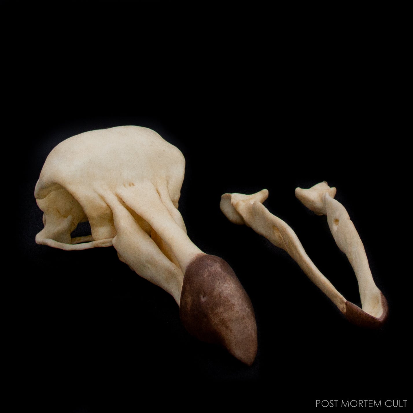 Dodo skull displayed in a natural history setting for collectors and museums.