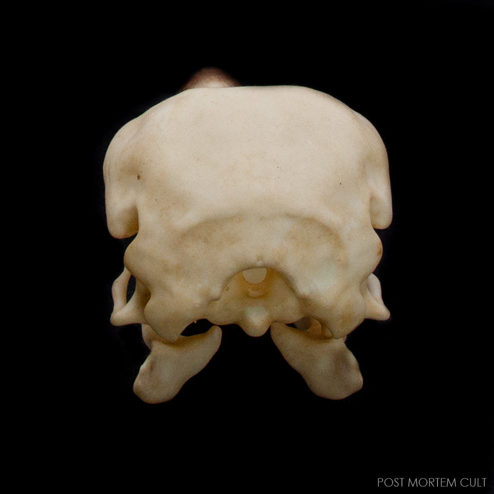 Detail view of the hand-painted bone patina and aged coloration.