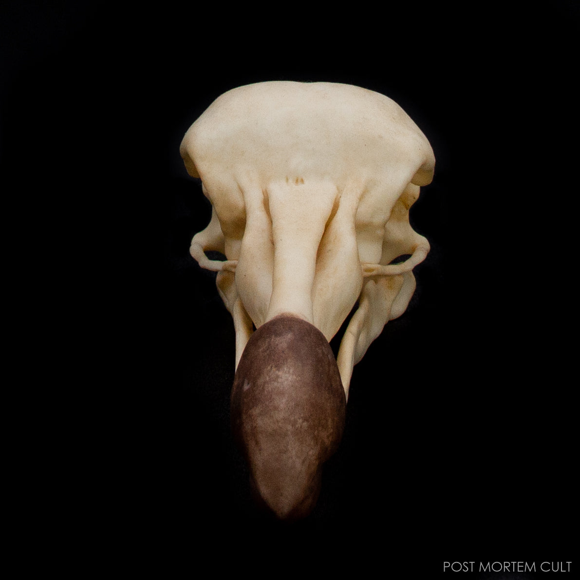 Front view of the Dodo Skull Replica (Raphus cucullatus) by Post Mortem Cult.