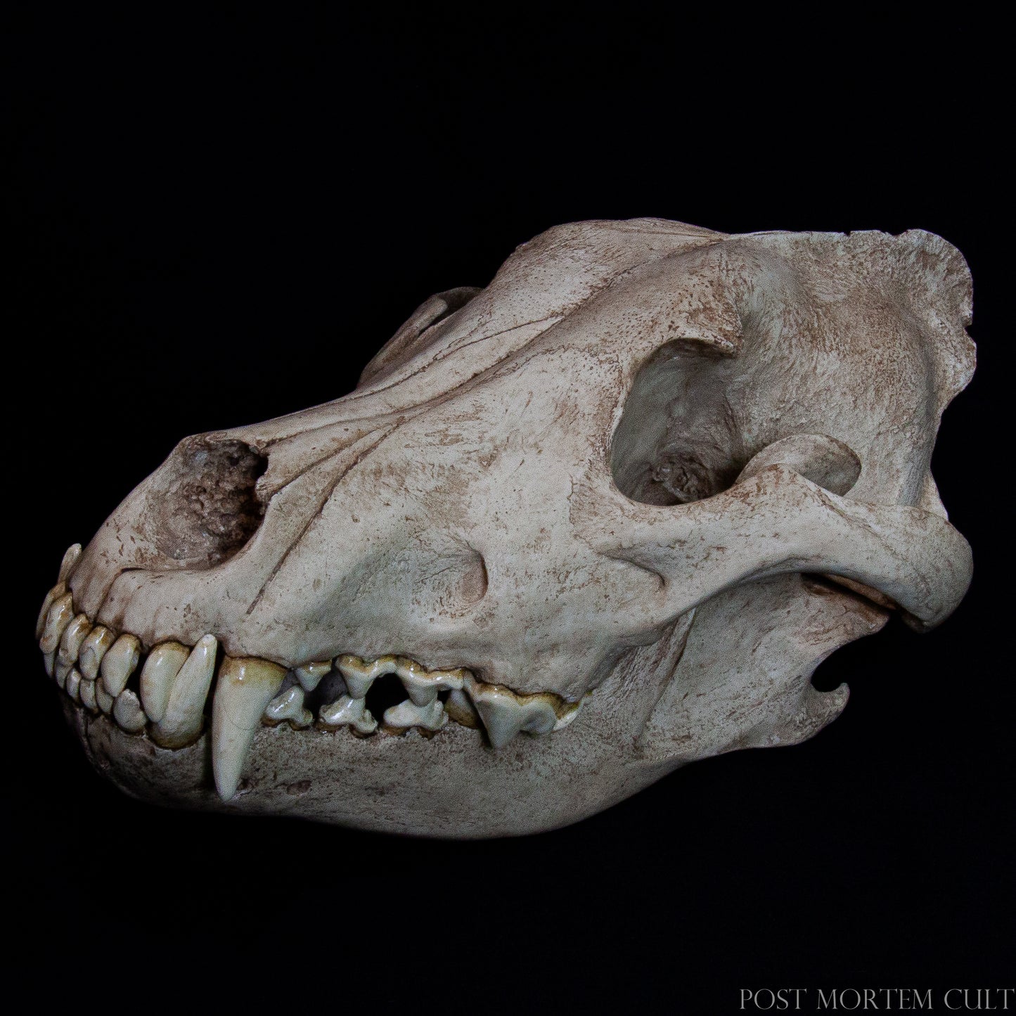 This close-up highlights the fine texture of the hand-painted resin, revealing subtle bone porosity and anatomical accuracy. The smooth yet tactile surface reflects the precision of our casting process and artisanal finish.