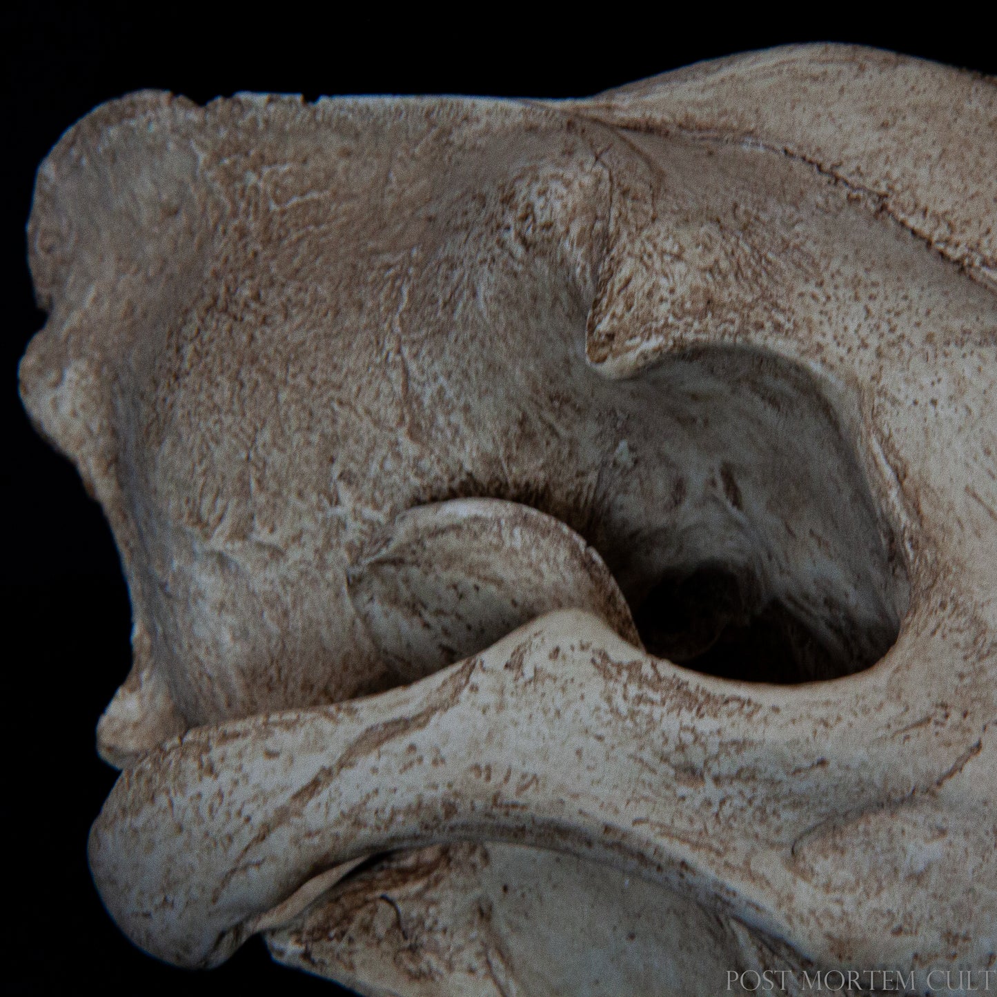 Captured in high detail, this image reveals the porous texture and natural finish of the replica, simulating real bone. Such realism is vital for hands-on learning in osteology and anatomy, particularly in environments where access to actual specimens is limited.