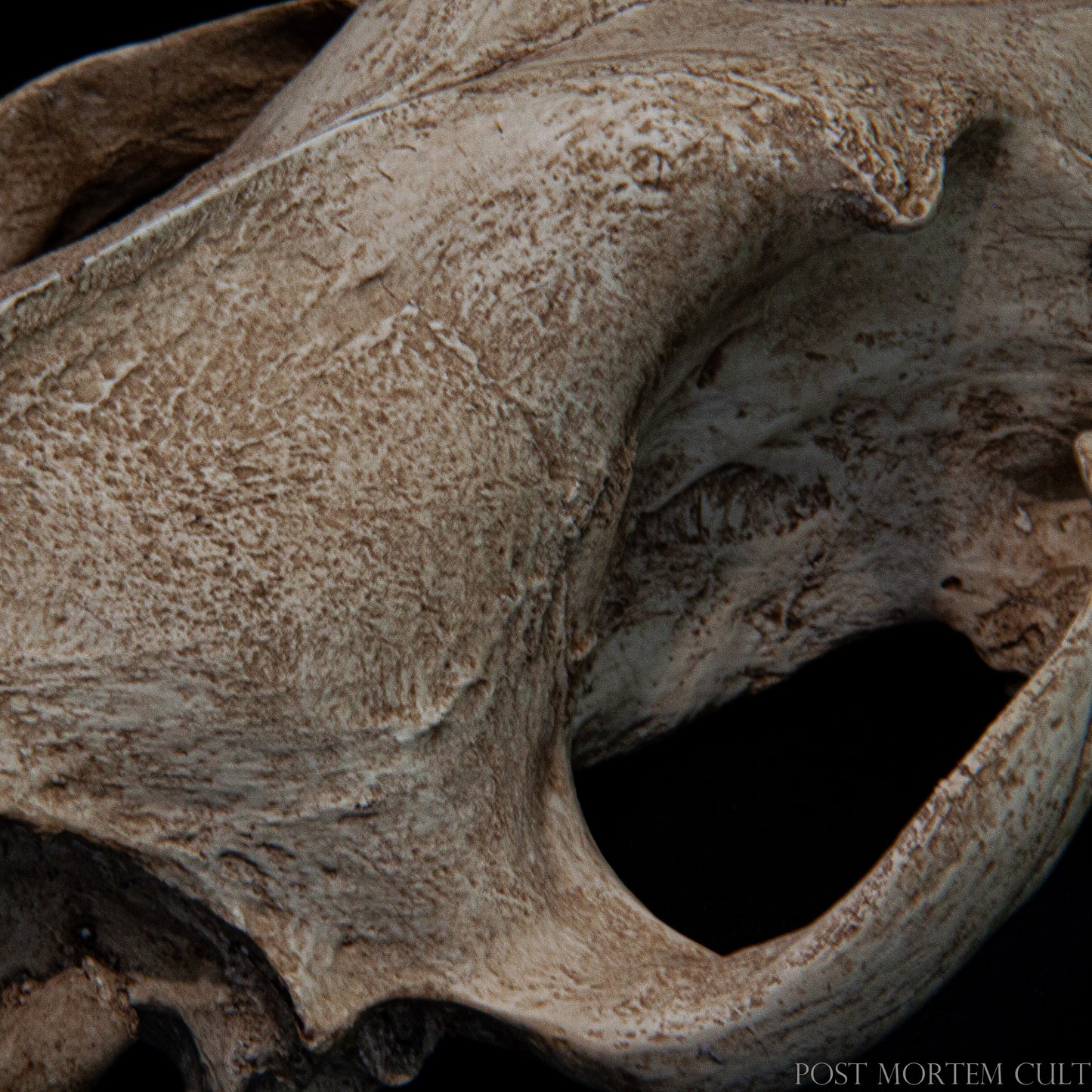 This educational model provides a three-dimensional reference for the cranial features of the European wolf. It’s an essential tool for veterinary anatomy programs, wildlife conservation training, and academic collections requiring species-specific replicas.