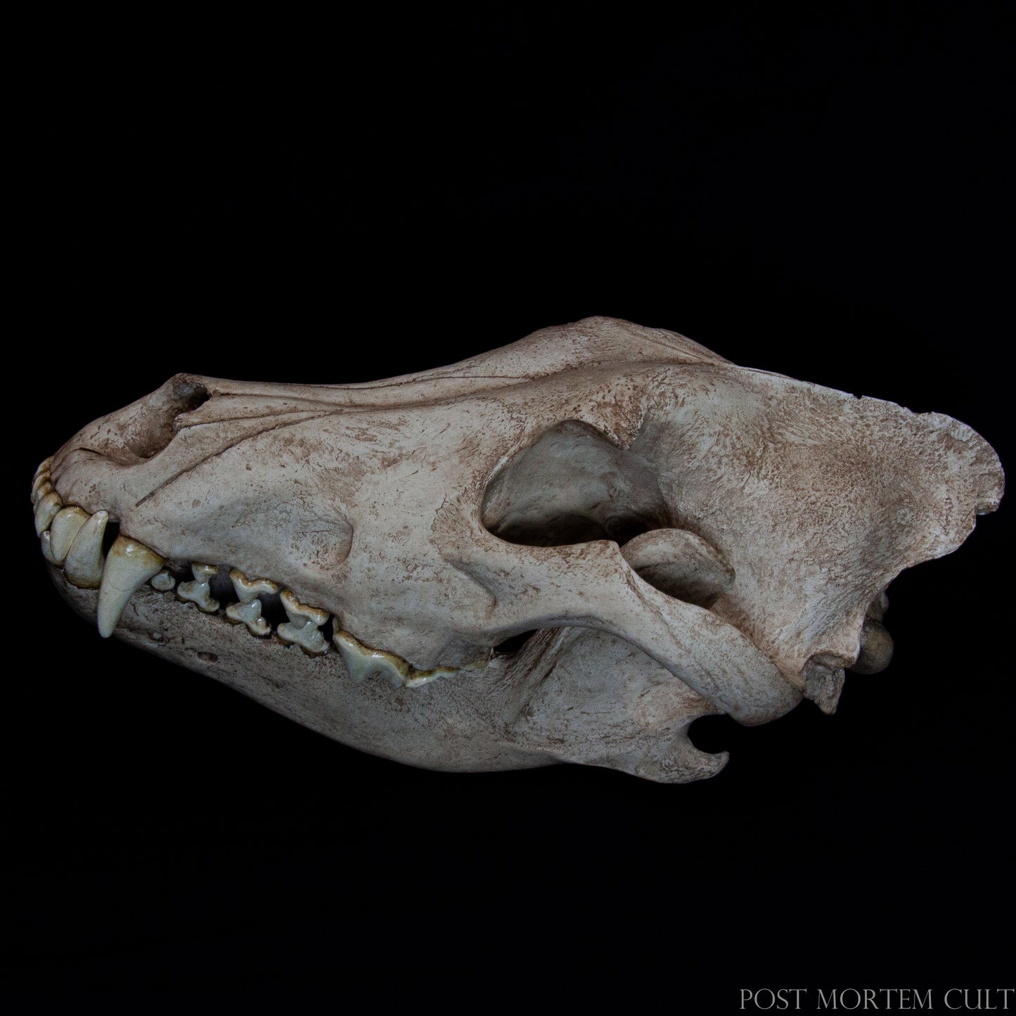 This overhead shot reveals the structural complexity of the cranium, emphasizing the depth of texture and coloration achieved by layered hand-painting techniques. Ideal for academic settings or detailed zoological reference.