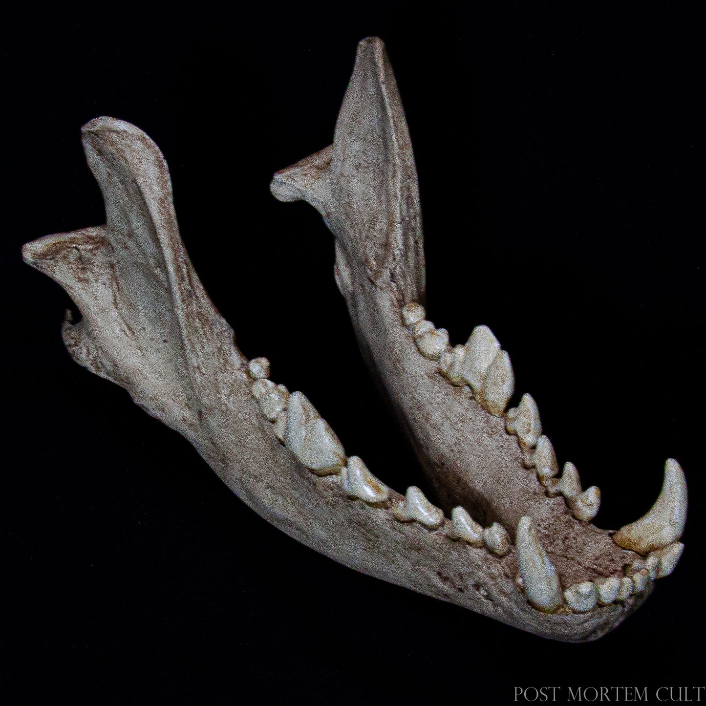A detailed view of the maxillary region reveals the characteristic dental morphology of the European wolf. This feature is essential for zoologists and educators studying predator adaptations, feeding mechanics, and species identification.