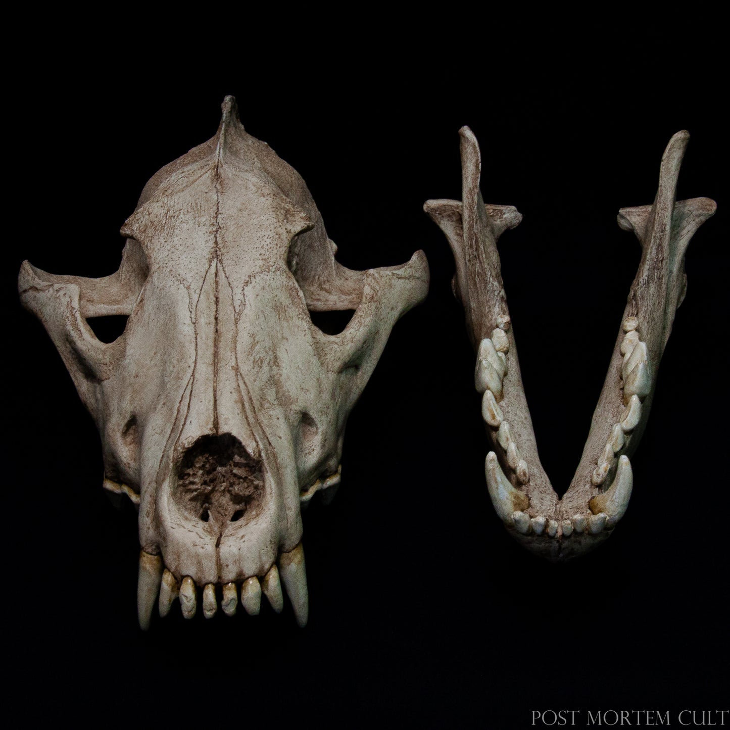 Photographed in natural light, the skull's texture and coloration replicate that of aged bone. This provides a visual and tactile reference for forensic anthropology, wildlife biology, and museum curation, where precision and realism are paramount.