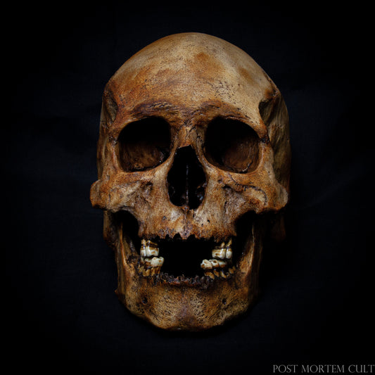 Handcrafted and Authentic: Each skull is meticulously hand-painted, with precise details that replicate a real European male skull, ensuring authenticity and unmatched realism.