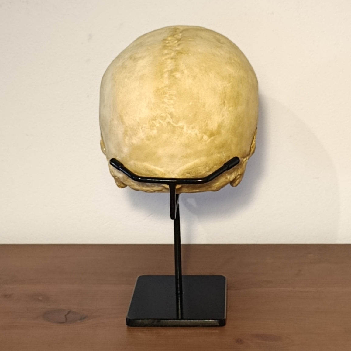 Skull Display Stand Pack Options
Available as Single Stand, Two-Stand Pack, or Three-Stand Pack, this Post Mortem Cult exclusive metal stand is perfect for skull collections, museum displays, and professional setups.