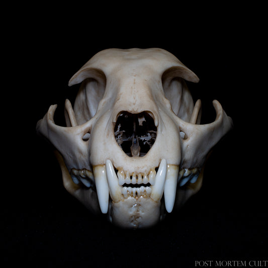 Front view of lynx pardinus skull showing feline dentition, sharp canines and accurate anatomical skull proportions.