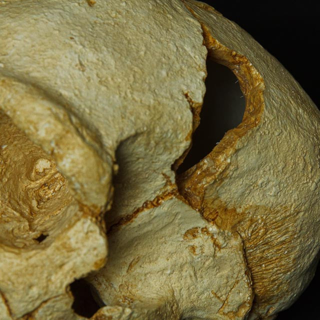 Showcasing amazing realism, this resin replica of the Miguelón skull provides a 1:1 scale depiction of one of the most important finds in human evolution, with authentic textures and a beautifully executed museum-quality finish.