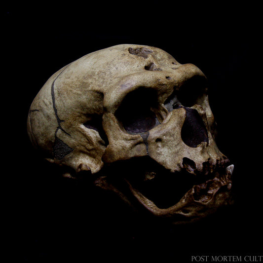La Chapelle-aux-Saints Neanderthal Skull – Authentic Prehistoric Cranium Replica
Neanderthal skull replica from La Chapelle-aux-Saints, with authentic details and realistic finish, perfect for displays and scientific collections.