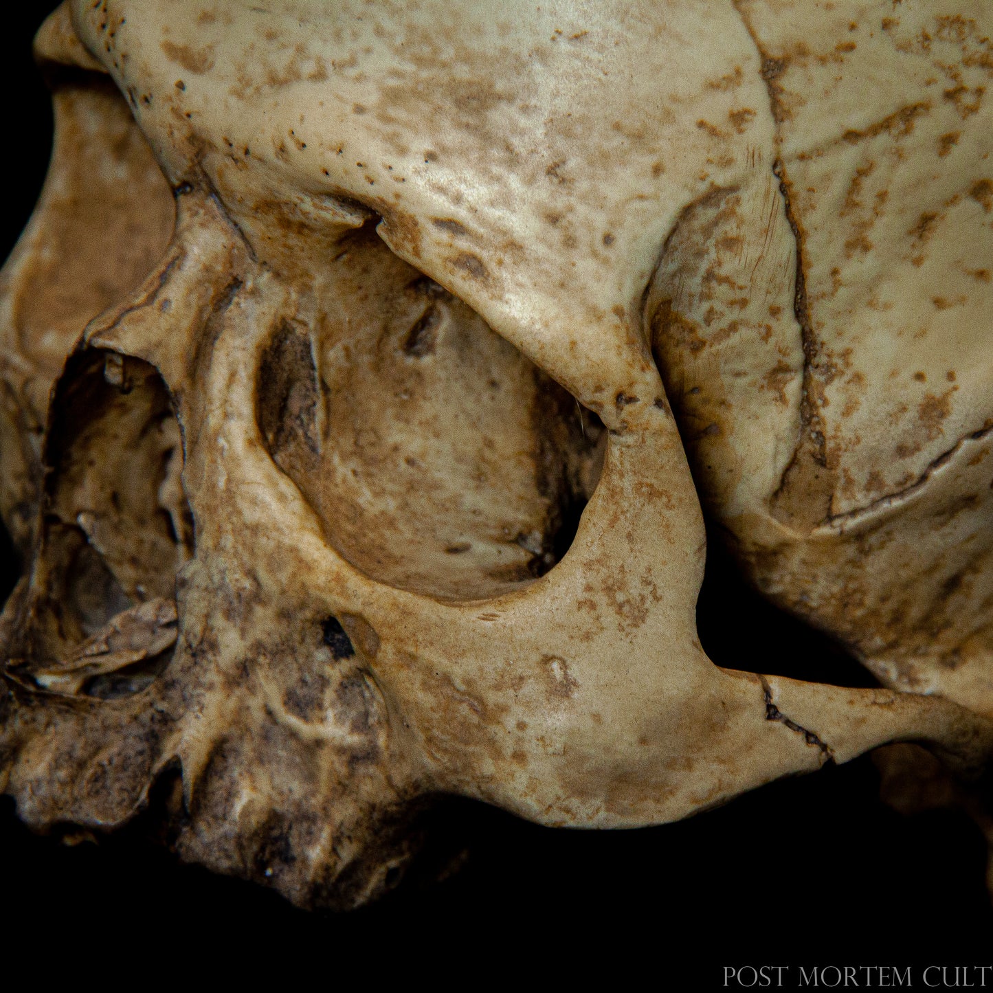 "Lifelike Skull with Aged Texture - Handcrafted in 1:1 Scale"
This hand-painted 1:1 scale skull features realistic, worn gums and a smooth, aged surface, with a beautifully executed brown and beige gradient for an authentic appearance.