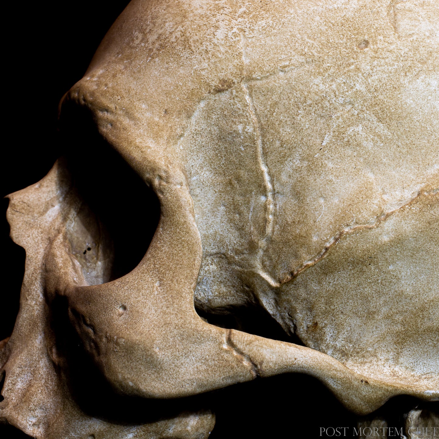Sepulcrum human skull replica display piece for anatomical study, oddities collections and dark academia interior decor.