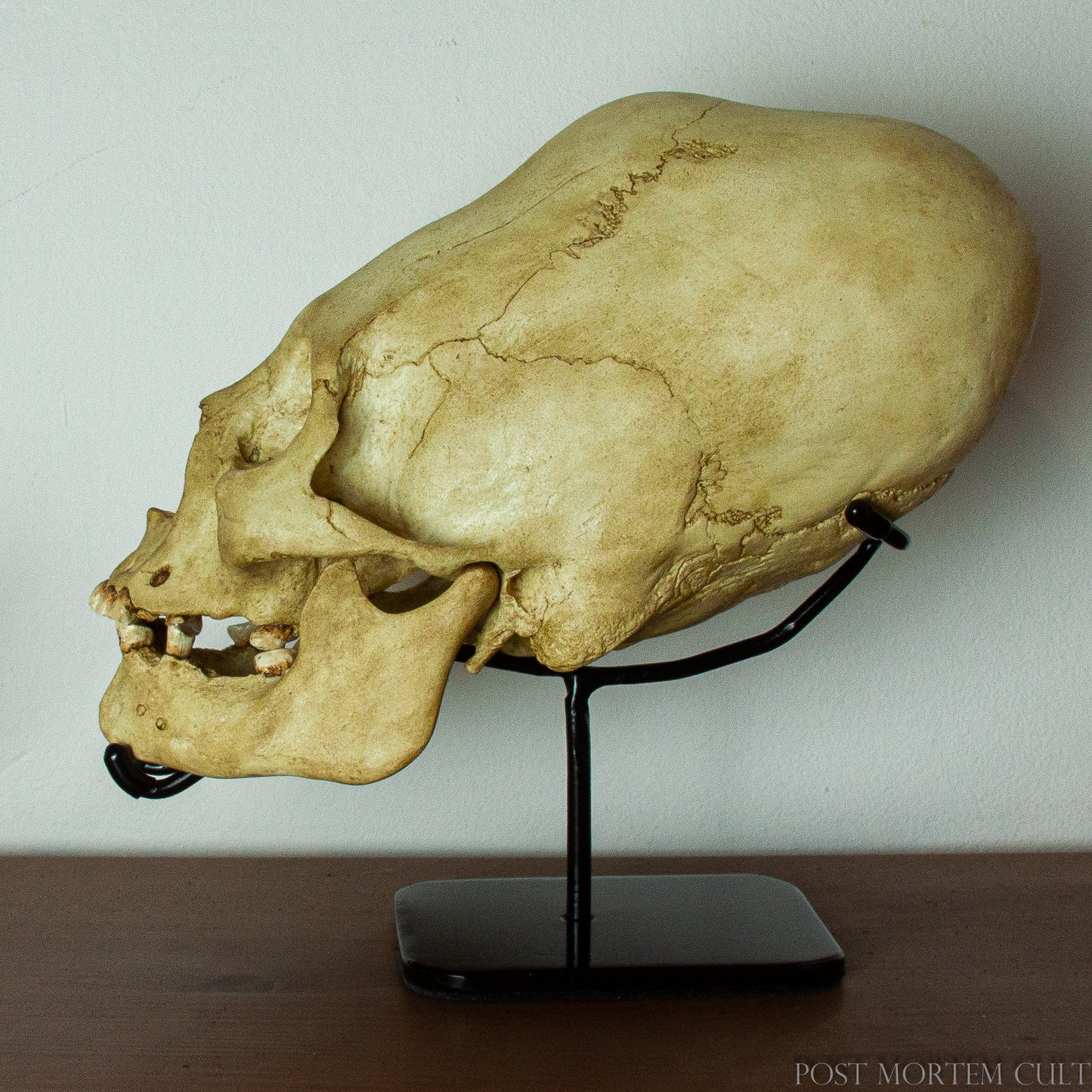 Durable and Protective Support
Designed with precision, this steel stand is perfect for showcasing your Paracas Skull. The minimalist aesthetic enhances your display, while the felt base and rubber tips protect your piece from scratches and damage.