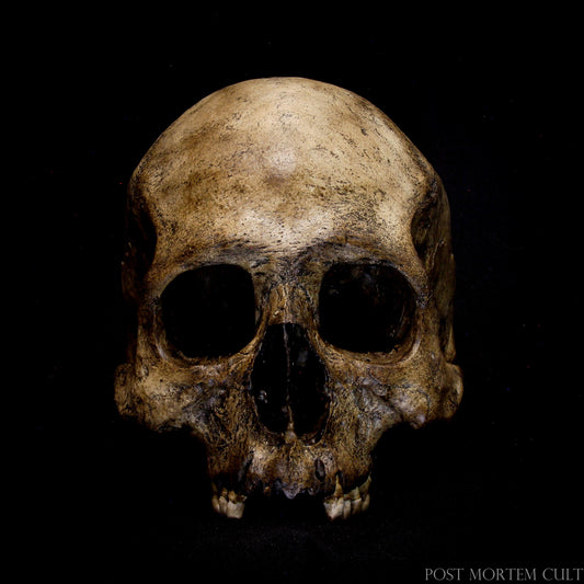 Meticulously Designed to Reflect Authenticity – This Skull Features Realistic Erosion and Facial Characteristics for True Representation.