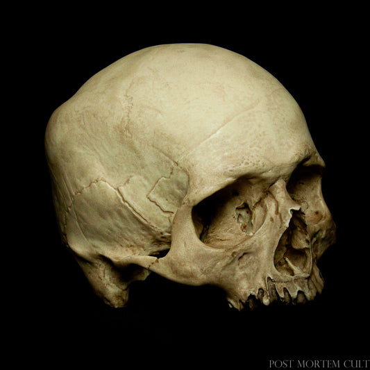 Premium Quality Materials for Longevity.
Constructed from high-grade polyurethane resin, this skull replica offers exceptional durability and a realistic weight, ensuring it remains a lasting piece in any collection.