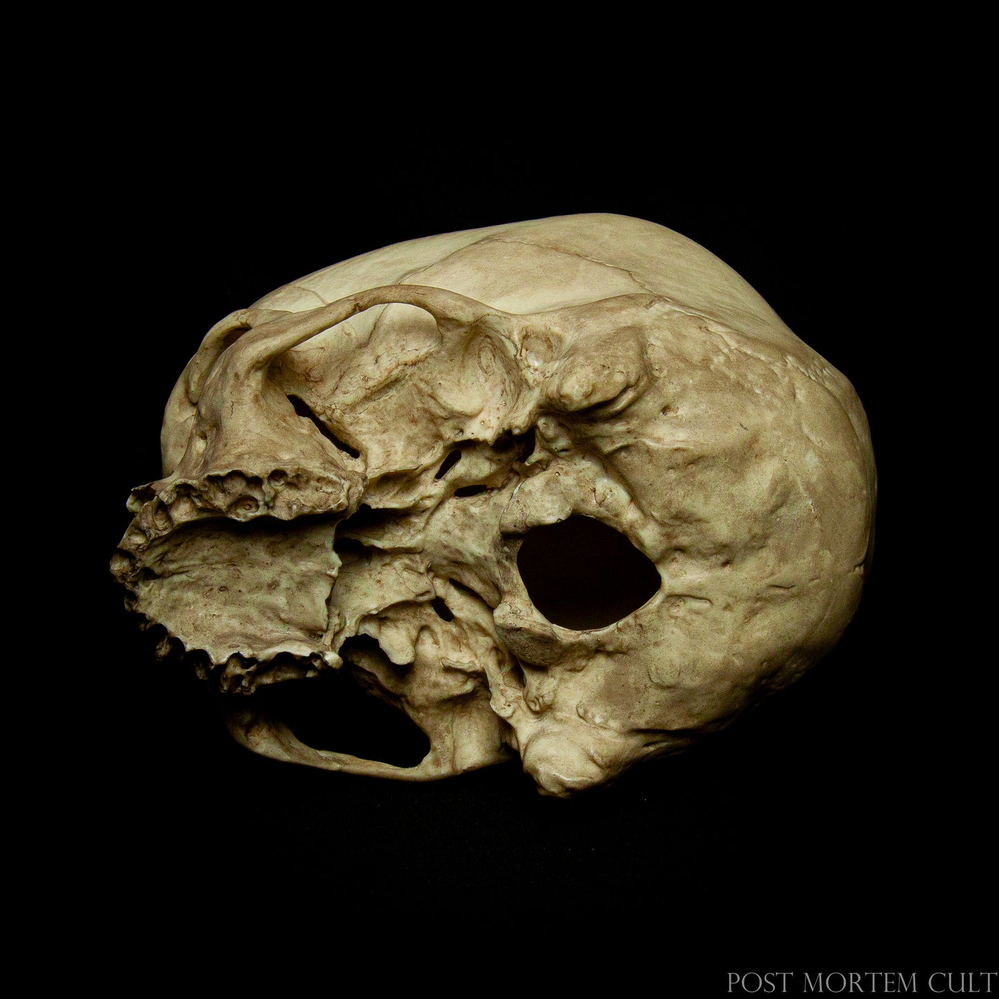 Expertly Crafted Surface Detailing
The replica's finish showcases a careful balance between smoothness and subtle textural variations, mimicking the natural feel of bone and providing an engaging tactile experience.