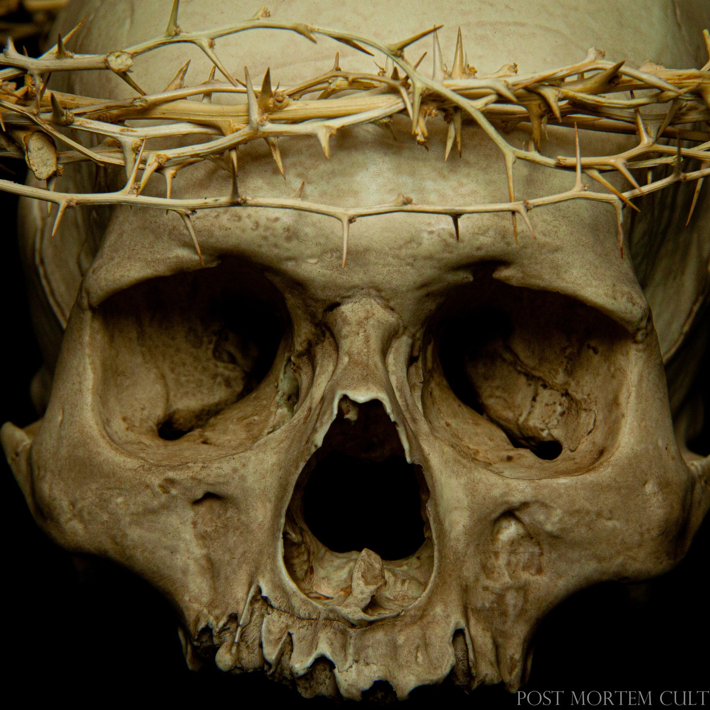 A Timeless Symbol of Reverence.
The handcrafted crown of thorns perfectly complements the skull replica, embodying a timeless symbol of sacrifice and reverence. Each thorn is carefully selected and expertly shaped, creating a striking visual contrast with the smooth, aged finish of the skull. The result is a powerful display that blends spiritual depth with artistic craftsmanship.
