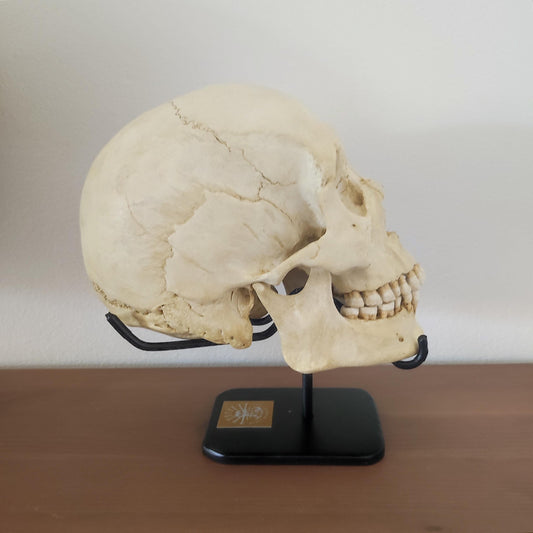 Elegant Satin Black Lacquer Finish Enhances the Aesthetic Appeal of Your Skull Collection.