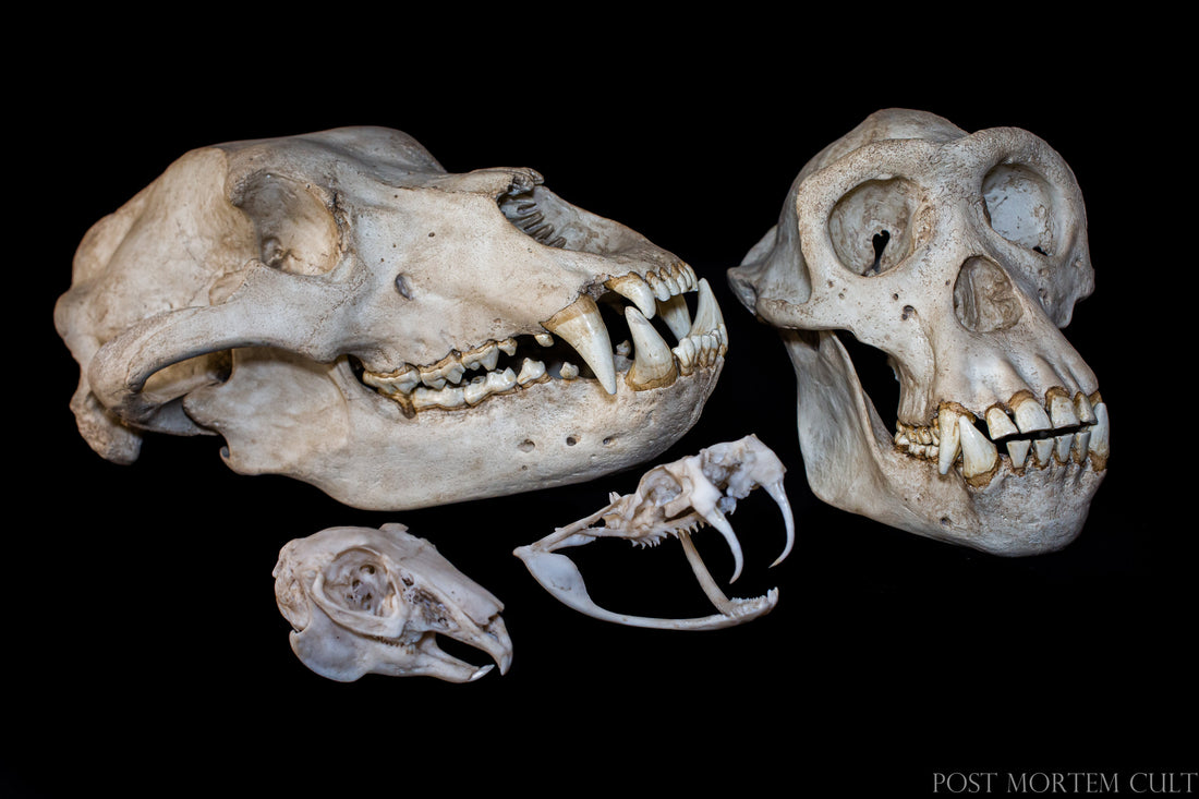 Custom Museum Replicas & Reference Collections for Universities and Research Institutions