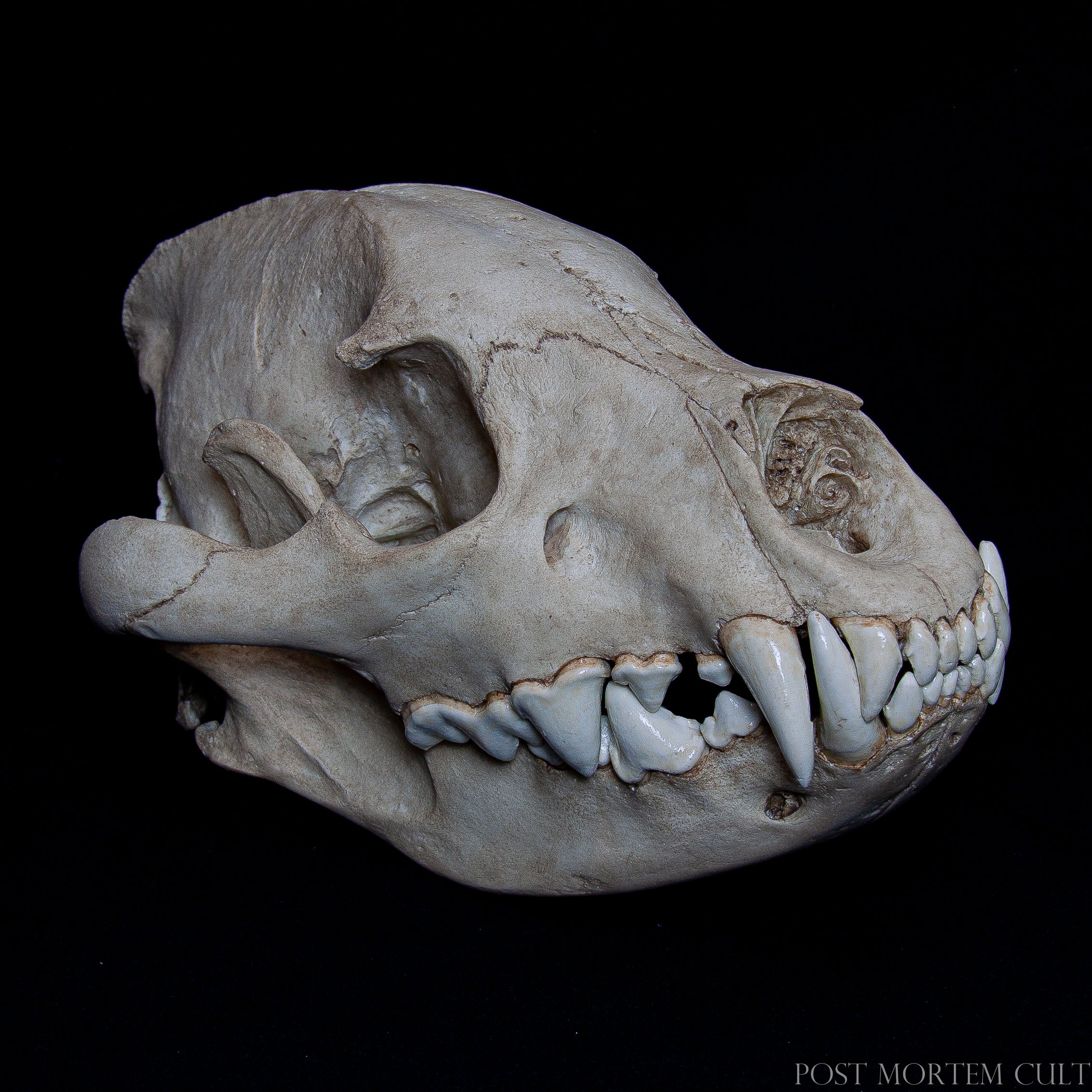 The Hyena Skull Replica – Anatomical Precision and Wild Beauty