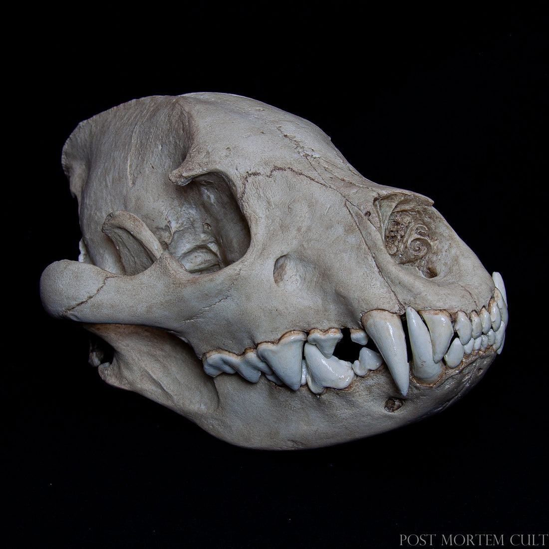 The Hyena Skull Replica (Crocuta crocuta) – Anatomical Precision and Wild Beauty