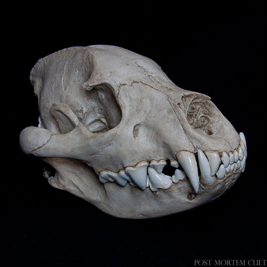 The Hyena Skull Replica (Crocuta crocuta) – Anatomical Precision and Wild Beauty