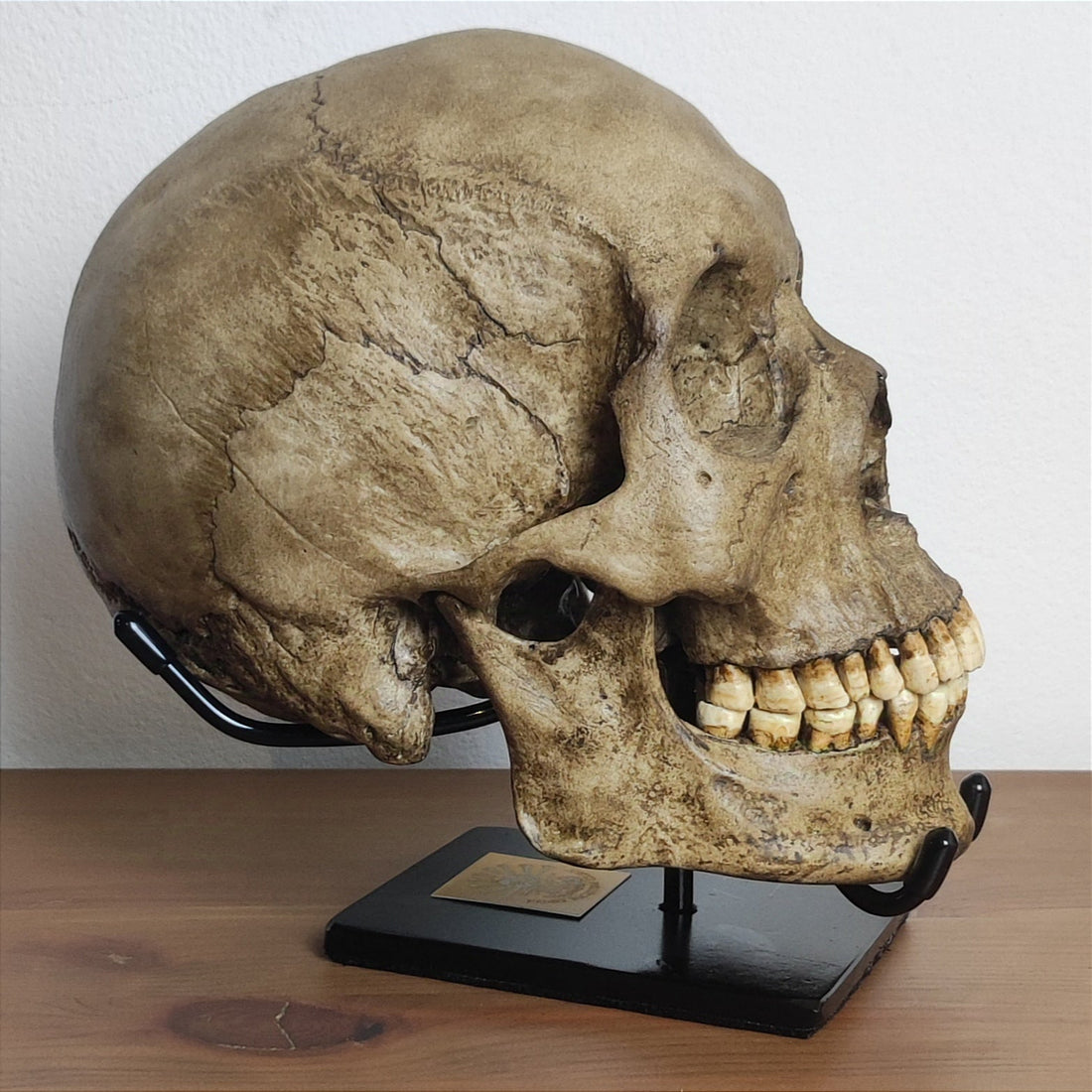 Why Proper Skull Display Stands Matter: Protection, Stability, and Museum-Grade Presentation