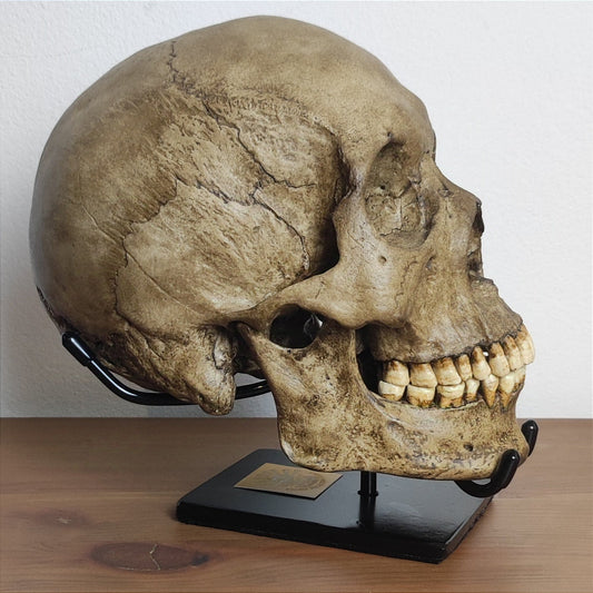 Why Proper Skull Display Stands Matter: Protection, Stability, and Museum-Grade Presentation