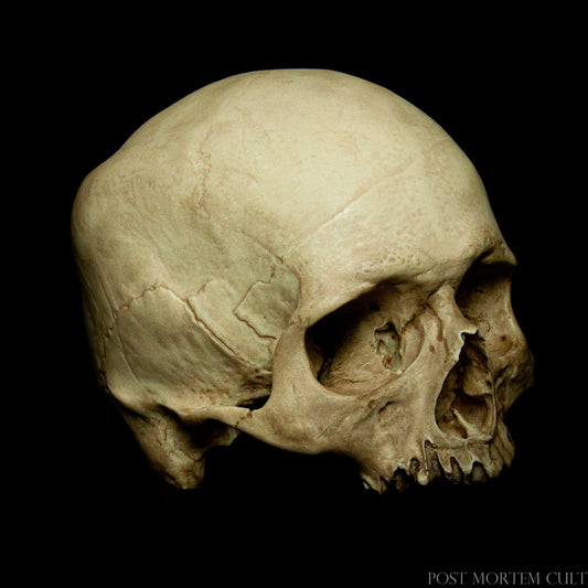 Réplicas de calaveras humanas