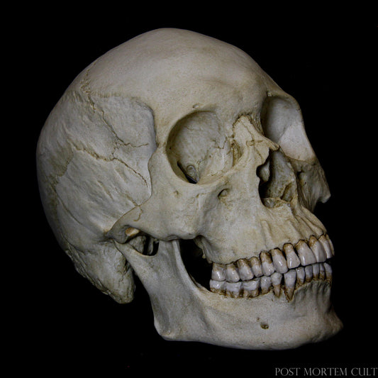 Incredible Detail and Realism: This Asian Skull replica captures every texture and sutural detail, offering a realistic bone appearance and an authentic look. Perfect for those seeking high-quality anatomical replicas.