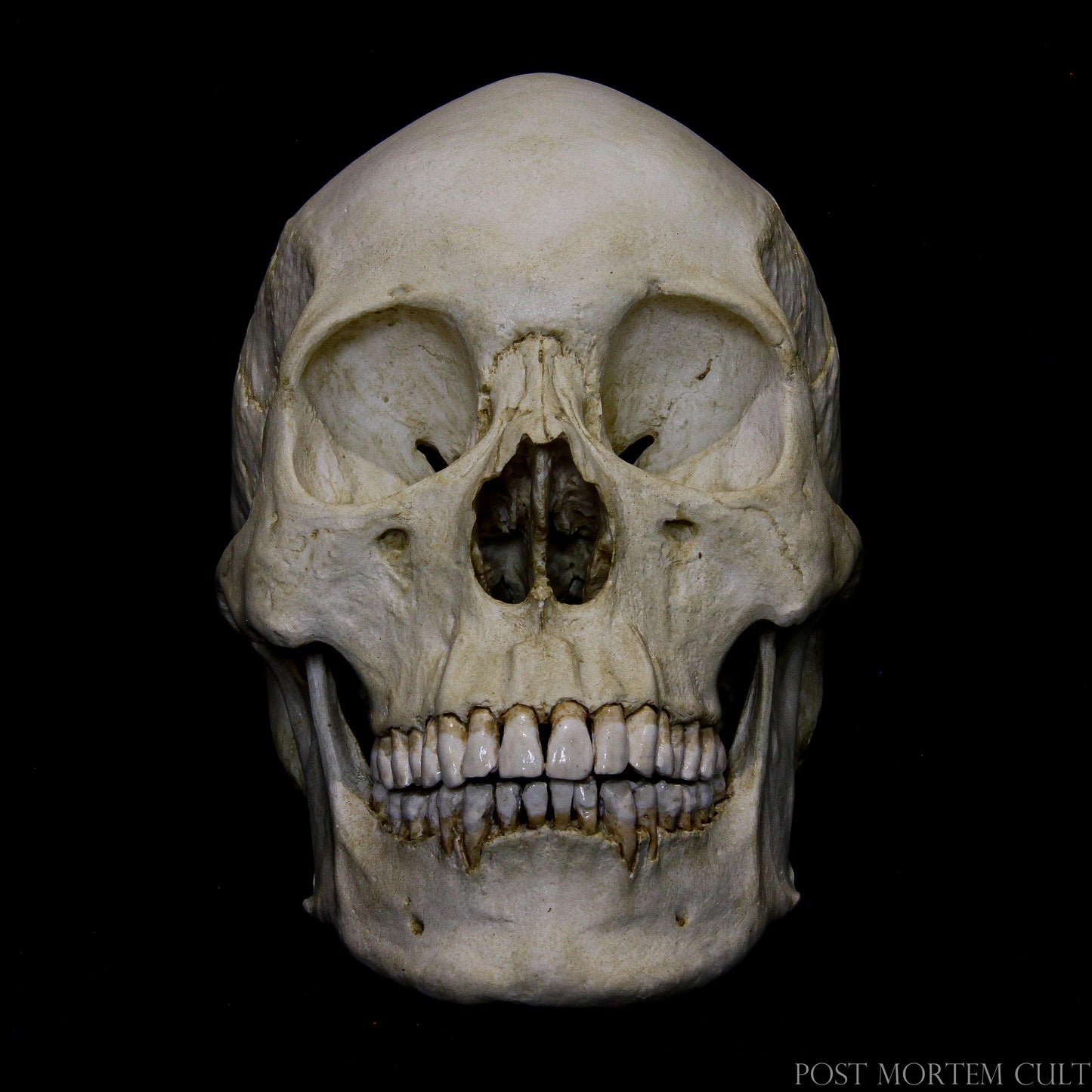 Authentic Bone Texture: The realistic bone texture on this Asian Skull replica ensures it closely resembles a real skull. Ideal for museum-quality displays and historical collections.