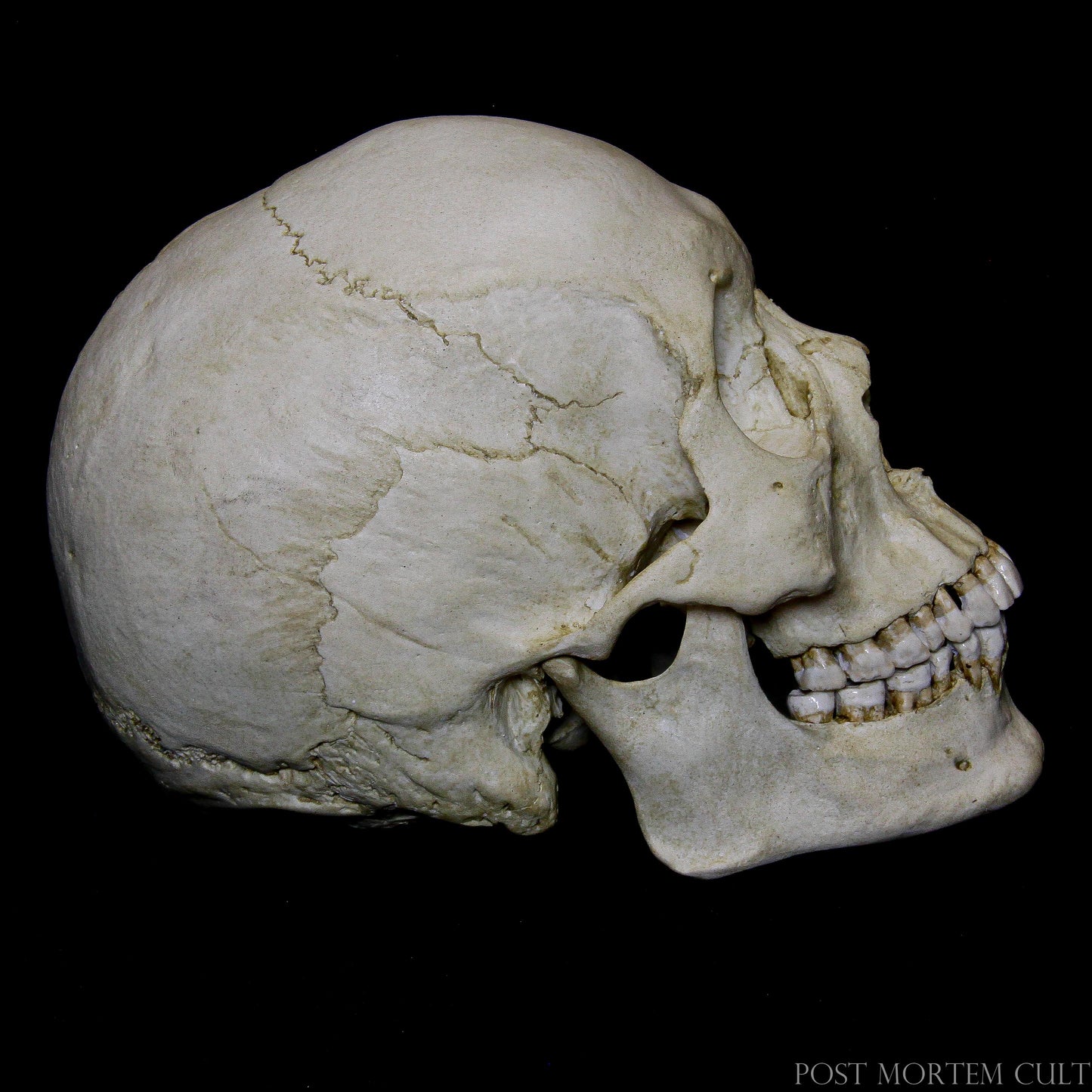 Perfect for Anatomical Studies: This Asian Skull offers unmatched accuracy in detailing, from the teeth to the bone structure, making it an excellent tool for anatomical study and medical education.