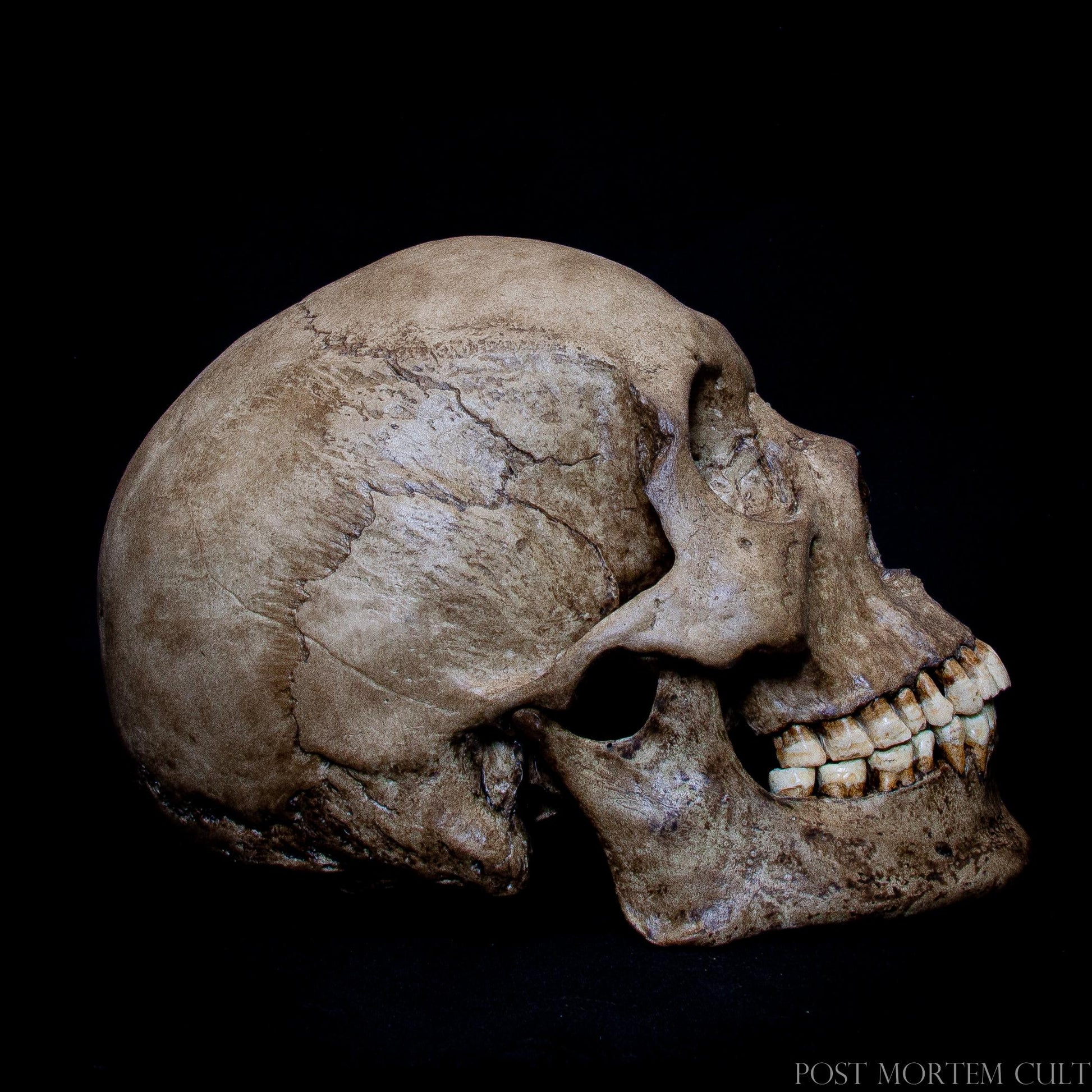 Detailed and Realistic Asian Skull Replica with Full Teeth
With meticulously replicated textures and hand-painted detailing, this Asian skull replica offers a realistic appearance with full dentition. The perfect choice for biological studies and anatomical research.