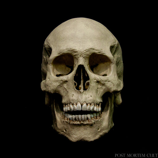 Unique Collectible Decor - Each skull features individually placed teeth for added precision and authenticity