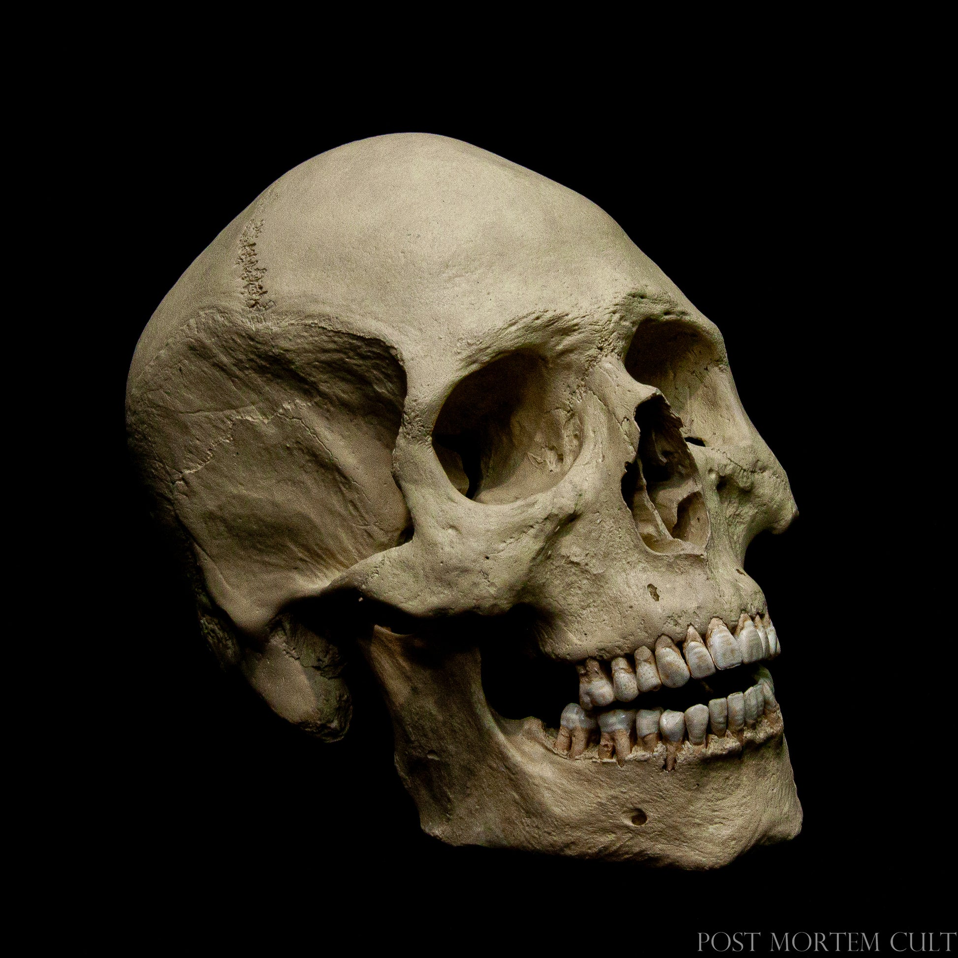 Stunning Male Skull Replica - Meticulously crafted to reflect intricate details of an authentic human skull