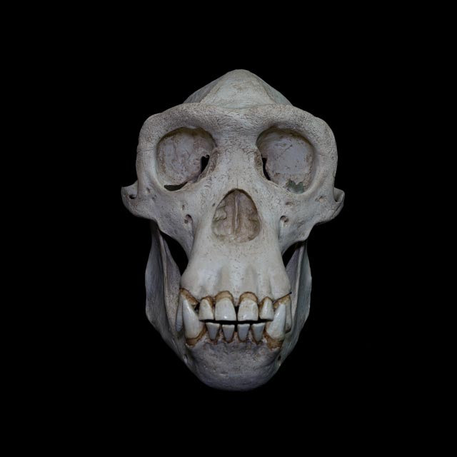 Front view of a 1:1 chimpanzee skull replica highlighting the orbital cavities, nasal aperture, incisors, canine teeth and robust mandible.