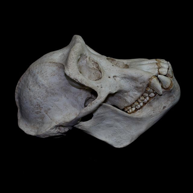 1:1 chimpanzee skull replica (Pan troglodytes) with complete mandible, showing detailed cranial anatomy, dentition and realistic bone textures.