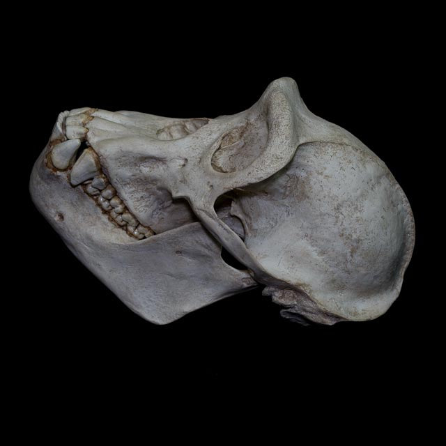 Full-scale Pan troglodytes skull anatomical model showing the characteristic primate cranial profile, robust jaw and detailed teeth.