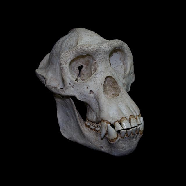 Detailed chimpanzee skull anatomical model with complete jaw, prominent canine teeth and realistic hand-painted aged bone textures.