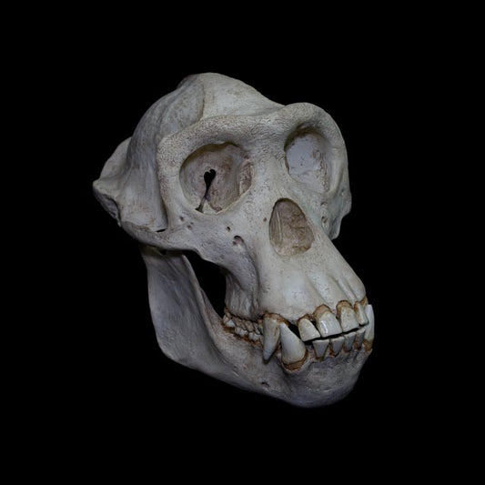 Detailed chimpanzee skull anatomical model with complete jaw, prominent canine teeth and realistic hand-painted aged bone textures.