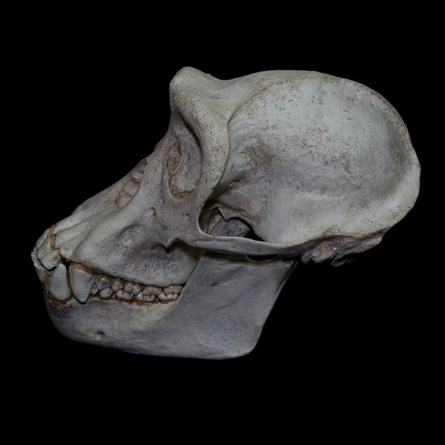 Full-scale Pan troglodytes skull replica displaying characteristic primate facial anatomy, complete dentition and osteological detail.