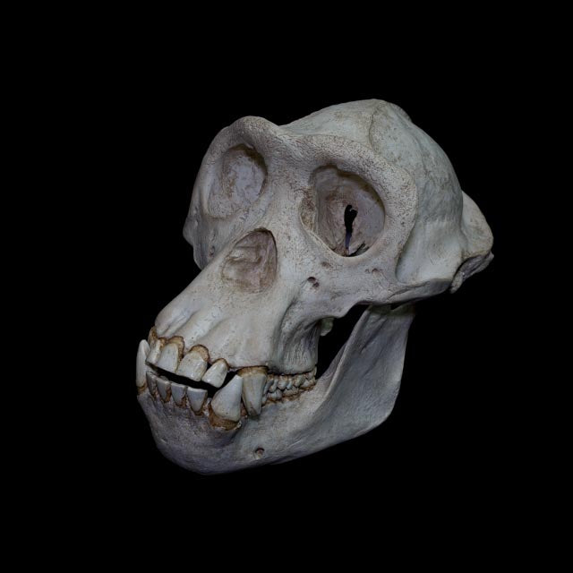 Hand-painted chimpanzee skull replica with layered aged bone tones, subtle mineral pigmentation and realistic osteological surface detail.