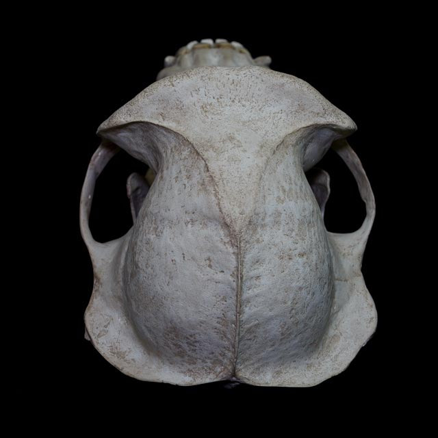 Rear view of a 1:1 chimpanzee skull replica showing the cranial vault, anatomical proportions and detailed bone surface.