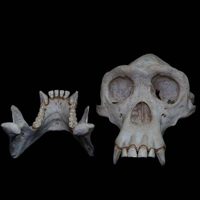 Chimpanzee skull and separate mandible replica showing the facial anatomy, dental arcade, canine teeth and internal jaw structure.