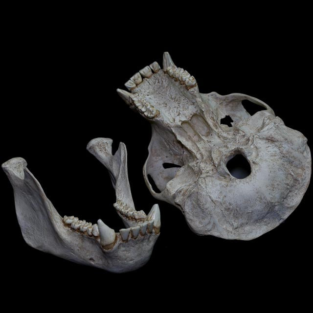 Inferior view of a Pan troglodytes skull and mandible showing the cranial base, palate, dentition and detailed primate anatomy.