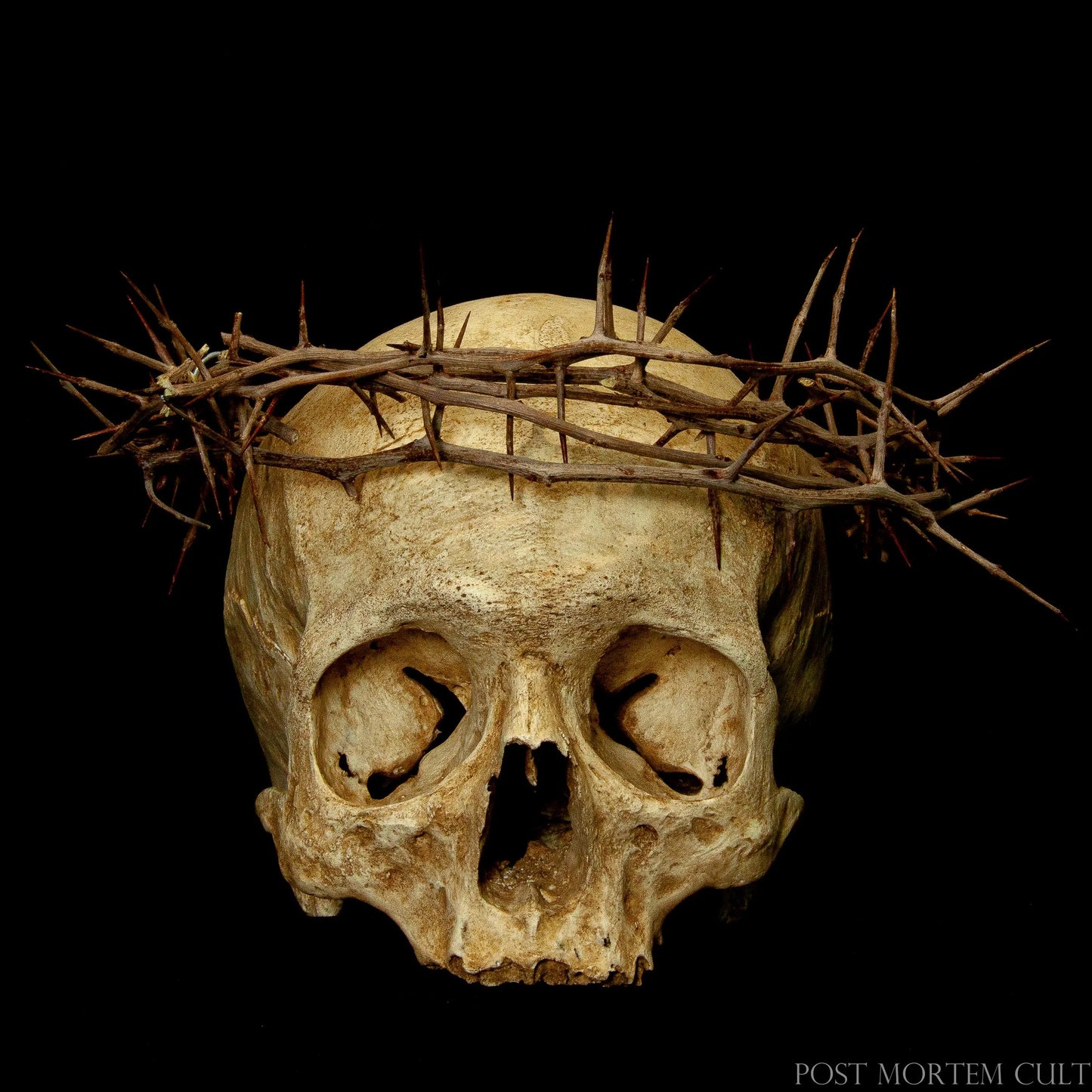 Realistic ossuary human skull replica with handcrafted crown of thorns, showcasing aged bone texture and authentic sacred-art detailing.