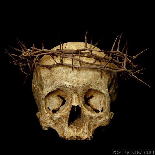 Realistic ossuary human skull replica with handcrafted crown of thorns, showcasing aged bone texture and authentic sacred-art detailing.