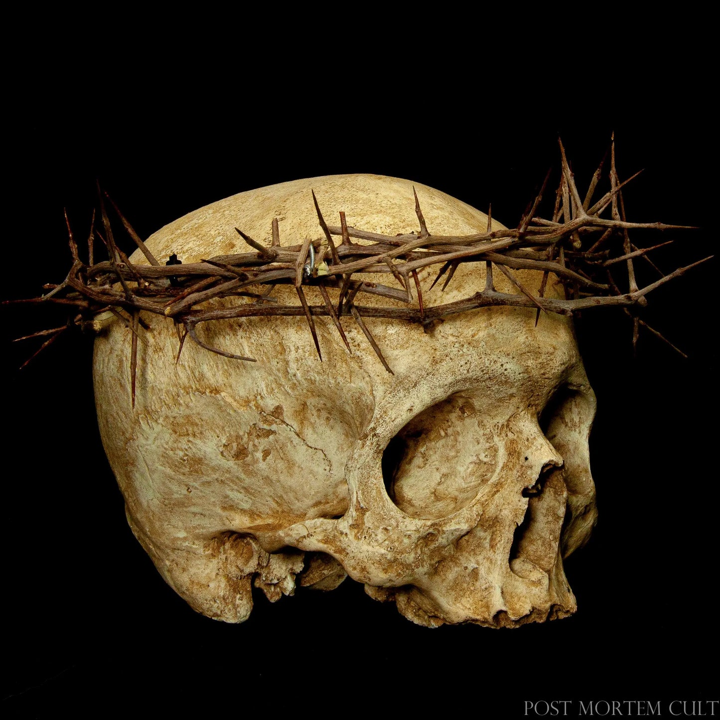 Close-up of Devotio Skull featuring natural bone coloration, worn surfaces and artisan-made crown of hawthorn thorns.